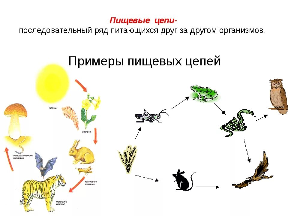 Установите правильную последовательность звеньев в цепи выедания. Типы пищевых цепей 5 класс биология. Схема цепей питания организмов. Биология 5 класс схема цепи питания. Биология схемы пищевых цепей.