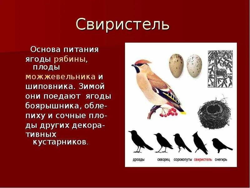 Свиристеть глагол. Свиристель образ жизни. Какими ягодами питаются птицы. Свиристель питание. Свиристель подвиды.