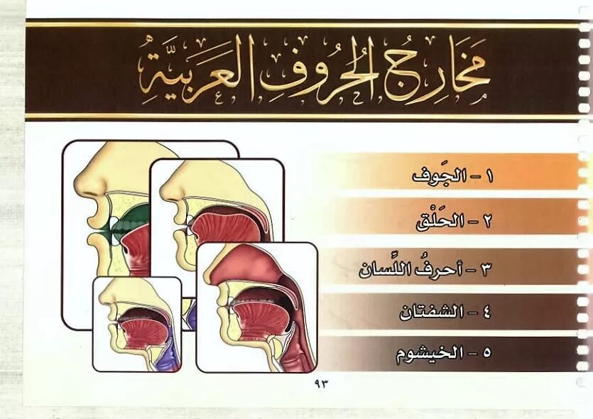 Арабский язык таджвид. Махрадж арабского алфавита. Махрадж буквы арабские Махарадж. Махрадж арабского алфавита Айман Сувайд. Махрадж арабского алфавита артикуляция.