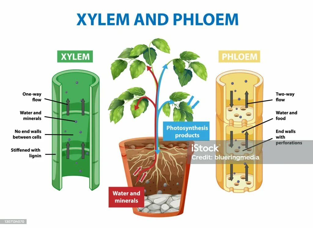 Xylem and phloem. Ксилема и флоэма. Движение воды по ксилеме и флоэме. Флоэма у растений.