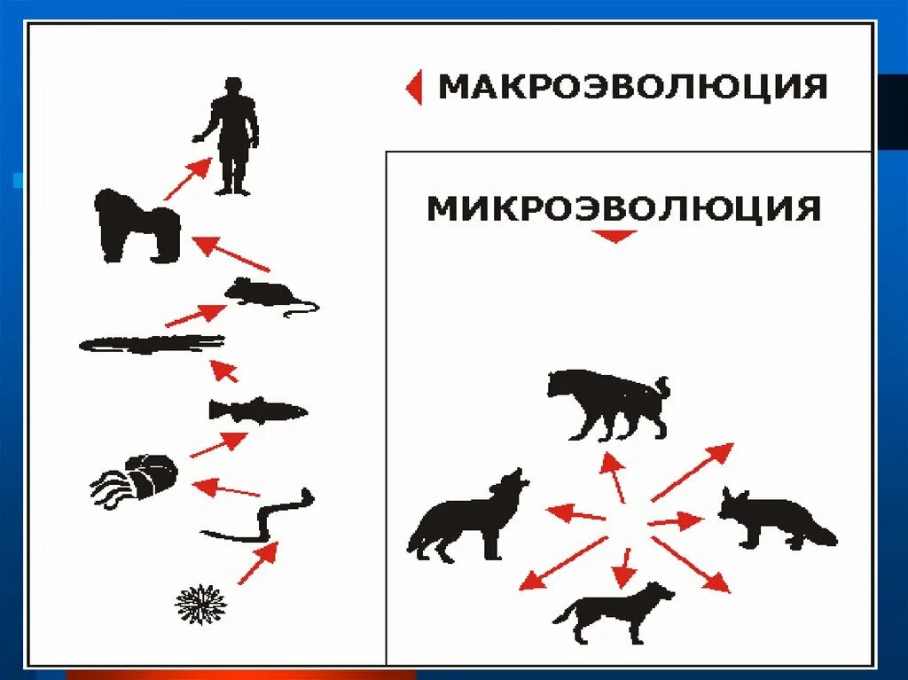 Микроэволюция и Макроэволюция. Теория макроэволюции. Механизмы макроэволюции. Эволюция Макроэволюция. Тема микроэволюция и макроэволюция