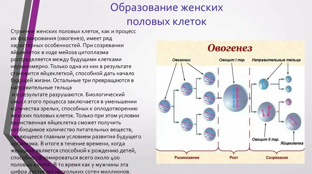 Процесс формирования половых клеток. Фазы формирования половых клеток. Схема образования половых клеток у животных. Образование половых клеток(гаметогенез). Строение клеток.