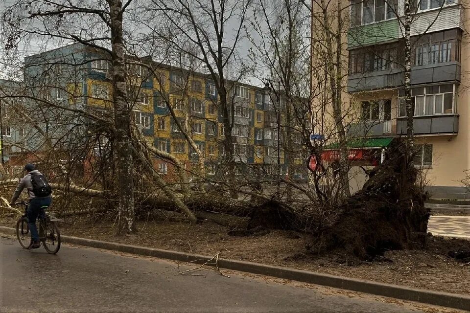 Деревья в городе Вологда. Сильные порывы ветра в Ленинградской области. Упало дерево ветер сильный. Ветер Вологда. Порывы ветра 10