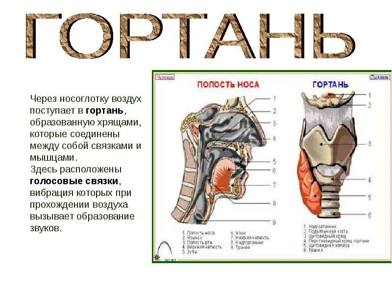 Звуки голоса образуются при прохождении воздуха через. Звуки голоса образуются при прохождении воздуха через. Звуки голоса образуются при прохождении воздуха через. Звуки голоса образуются при прохождении воздуха через. Строение голосовых связок при шепоте.