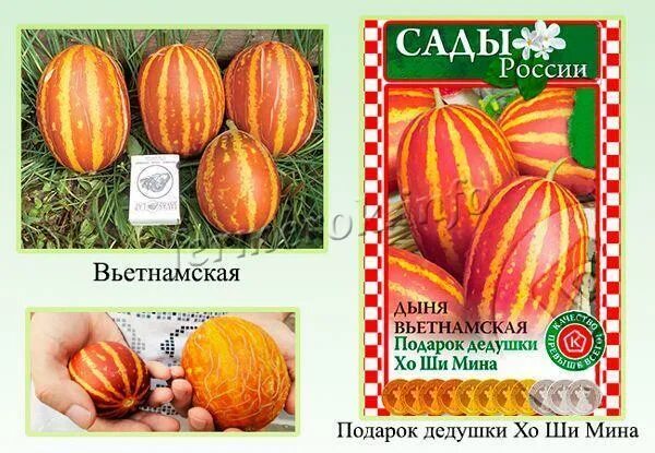 Дыня подарок дедушки хошимина. Дыня подарок дедушки хо ши мина. дыня вьетнамская подарок дедушки хо ши мина. дыня подарок дедушки хошимина сады россии. подарок хошимина дыня вьетнамская.