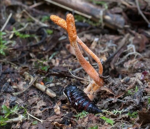 Fichier:Puppen-Kernkeule Cordyceps militaris.jpg - Wikipédia