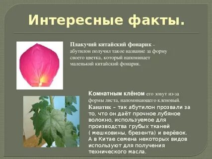 Факты о цветах