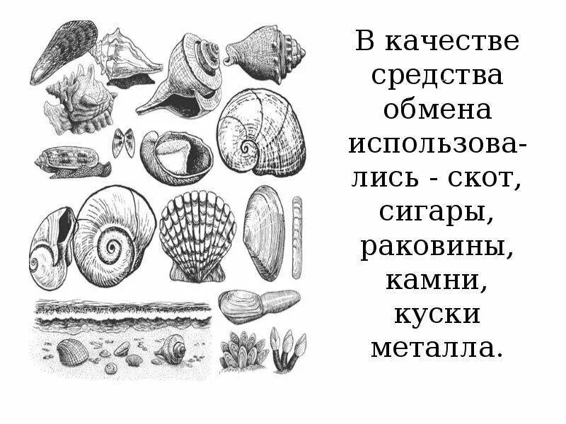 Первые деньги камушки и ракушки. Ракушки вместо денег. История возникновения денег.