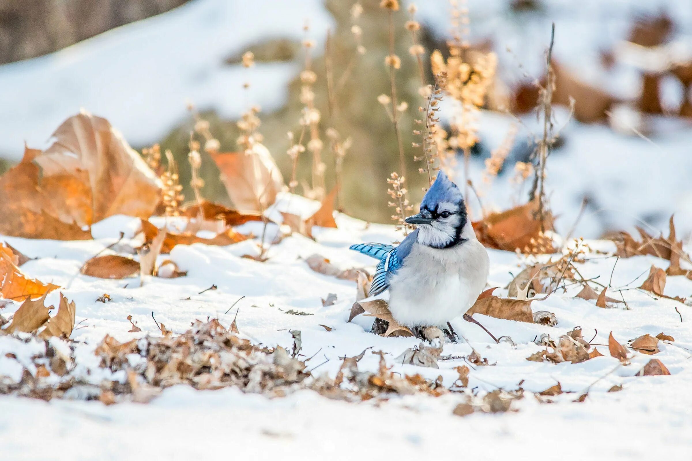 Снег голодный. Зима птицы. Птички зимой. Птицы в зимнем лесу. Красивые птицы зимой.