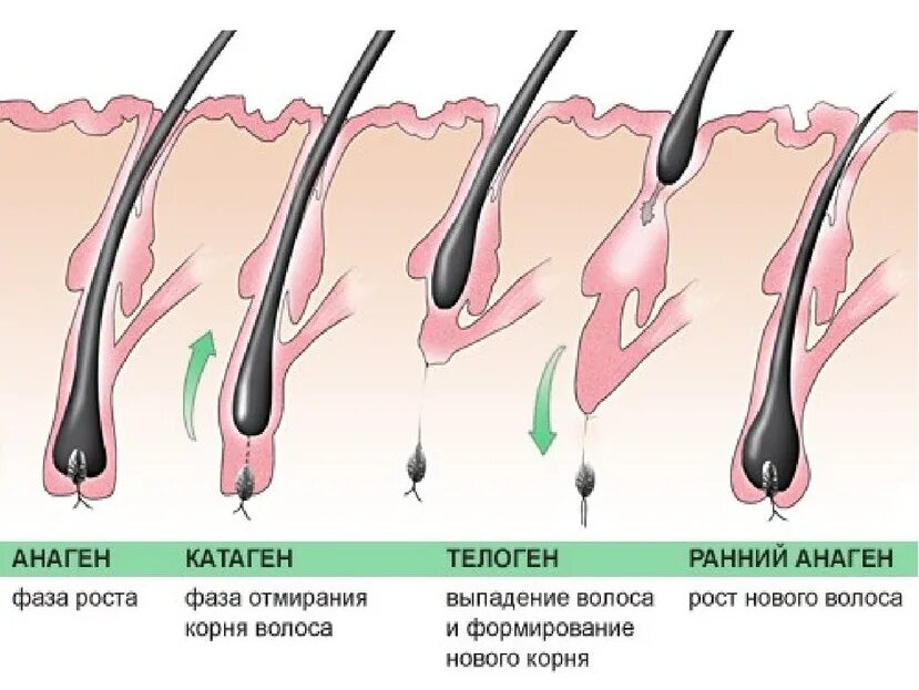 Анаген катаген телоген волос. Анаген катаген телоген ресницы. Фаза роста анаген. Анаген катаген телоген электроэпиляция.