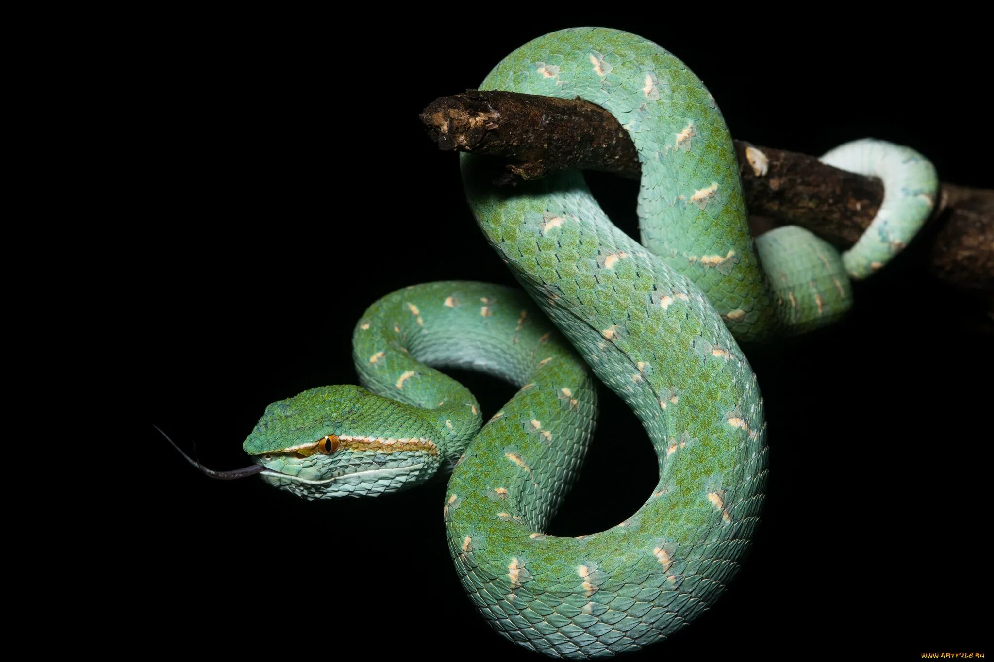 Tropidolaemus subannulatus. Змея обои. Обои на рабочий стол змеи. Кобра зеленая древесная. 1 змея много змей