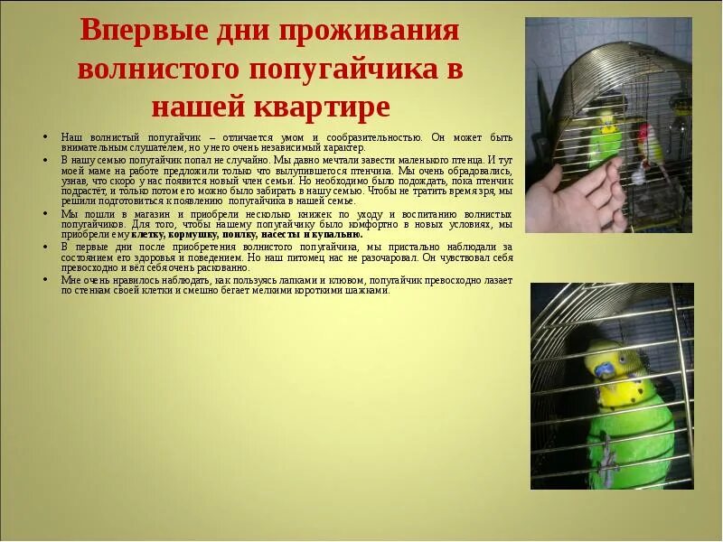 Волнистый попугай характер 59 фото - ZooClever.ru
