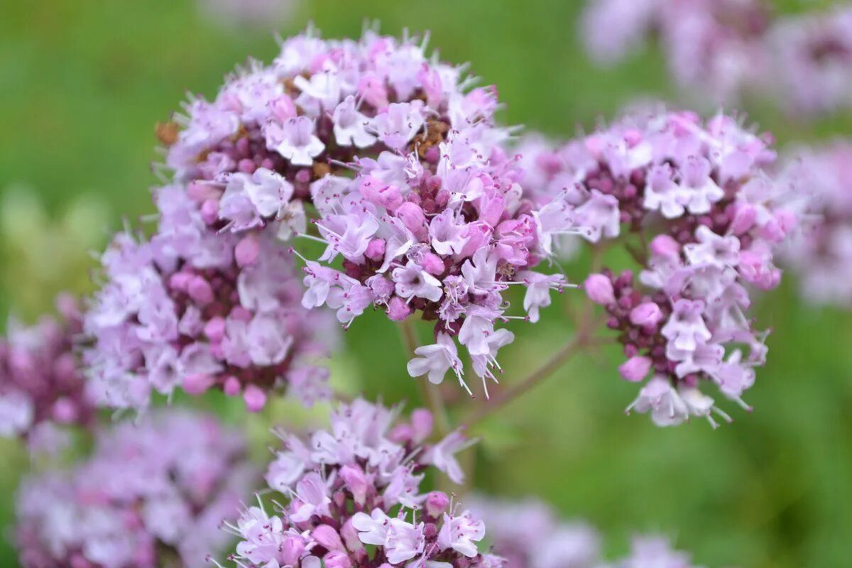 Душица обыкновенная (орегано). Душица обыкновенная Origanum vulgare l.. Душица материнка