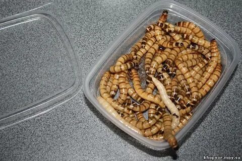 Личинки для рыбалки