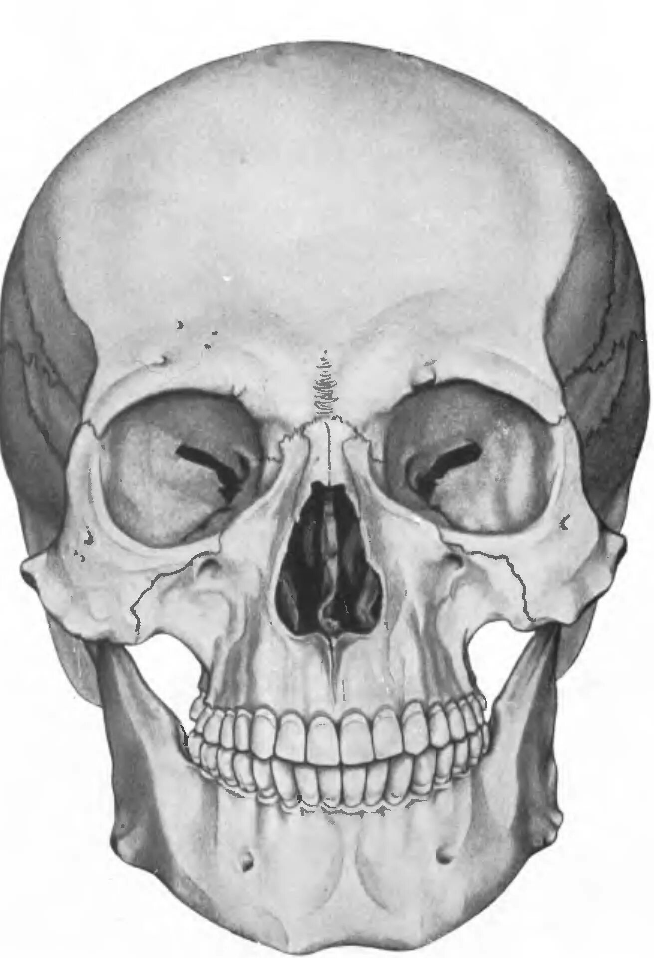 Череп Cranium вид спереди. Кости черепа анатомия. Череп сбоку анатомия без подписей. Анатомия лицевого скелета черепа. В правом черепе