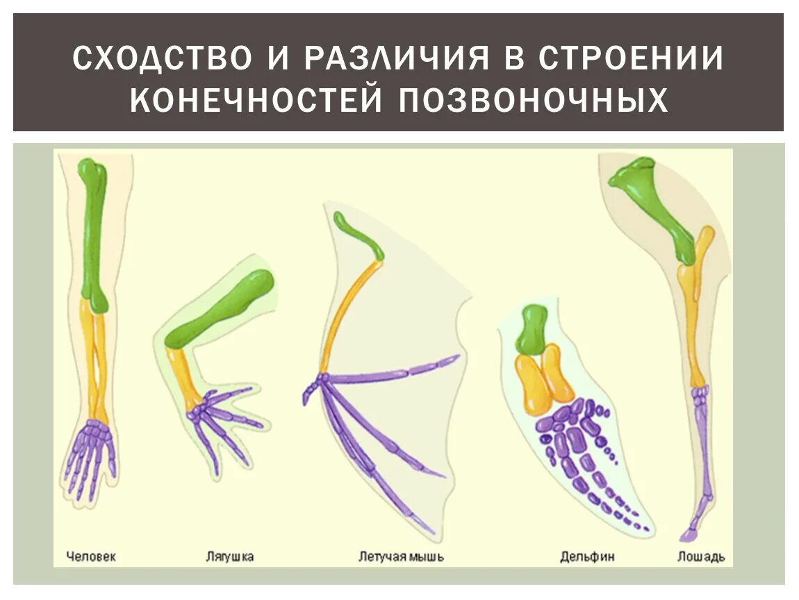 Гомология передних конечностей наземных позвоночных. Строение конечностей хордовых животных. Гомологичные и аналогичные конечности. Гомологичные органы пример конечностей. Появление в процессе эволюции пятипалых конечностей