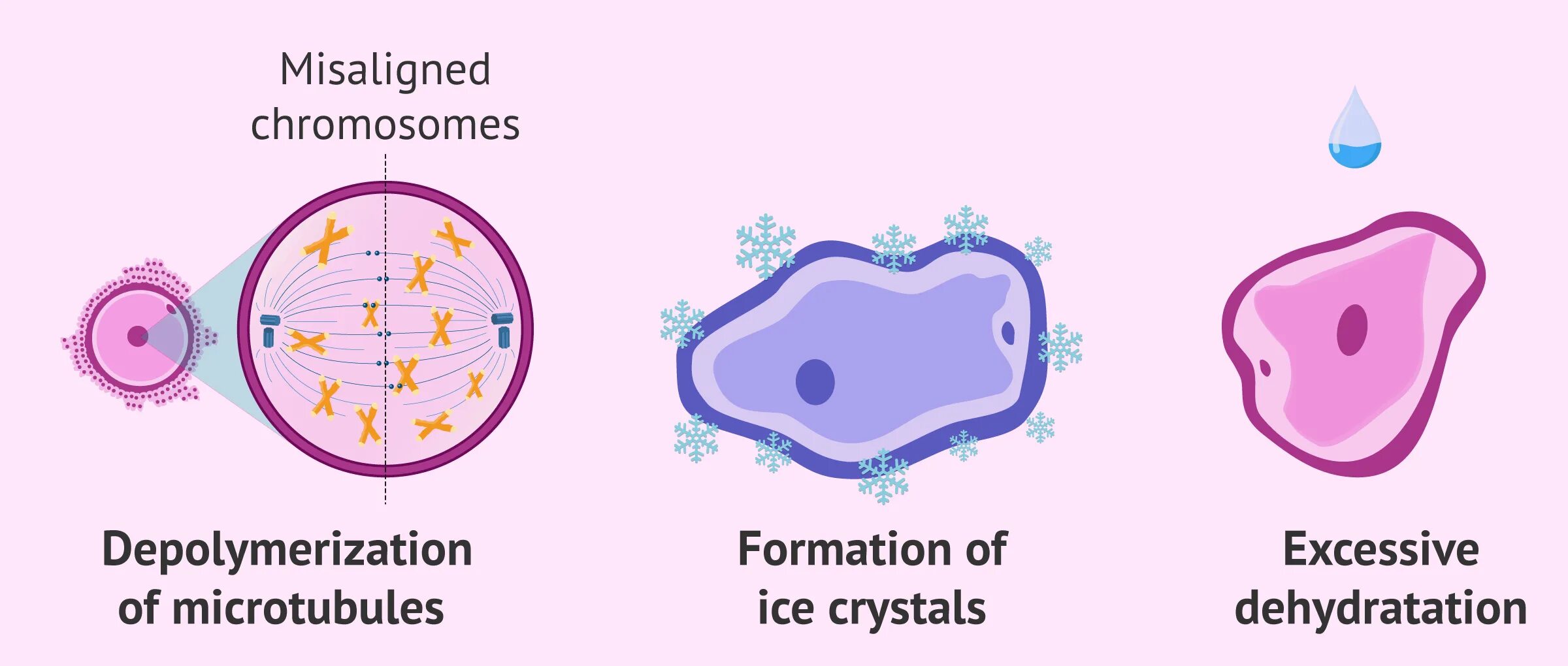 Changing cells. Vitrification in assisted reproduction a user’s manual. cryopreservation of animal germ cells. l-forms of bacteria may arise in the influence.