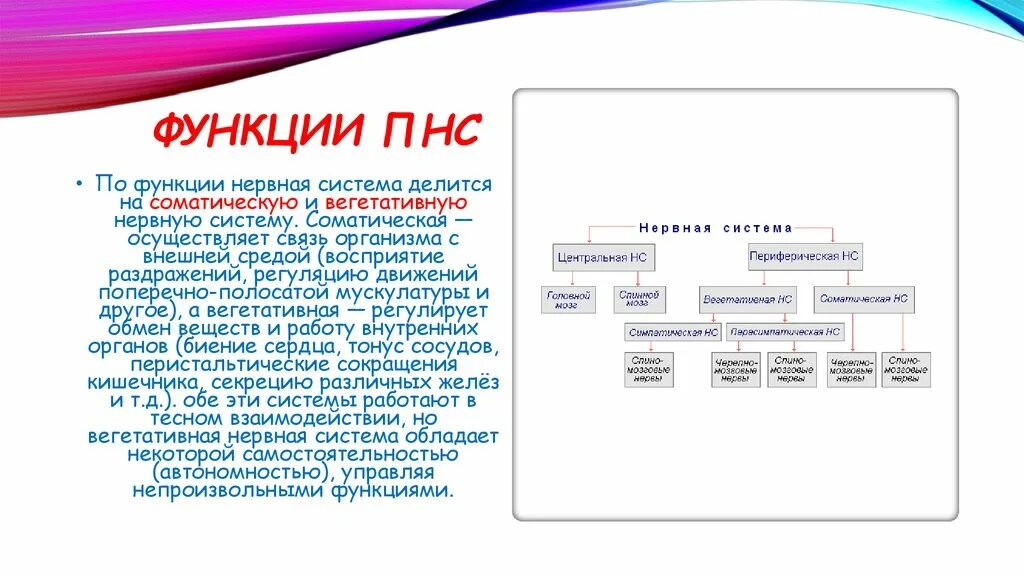 Функции соматического отдела периферической нервной системы. Периферическая нс функции. функции периферической нервной системы. пнс расшифровка.