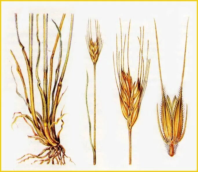Рожь посевная стебель. Семейство злаковые корневая система. Рожь Вавилова. Лигула у злаковых. Жито корень