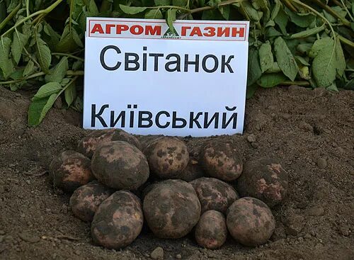 Семенной картофель - Предлагаем семенной картофель категории супер-суперэлита Со