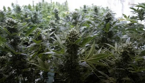 Moby Dick (Dinafem) .