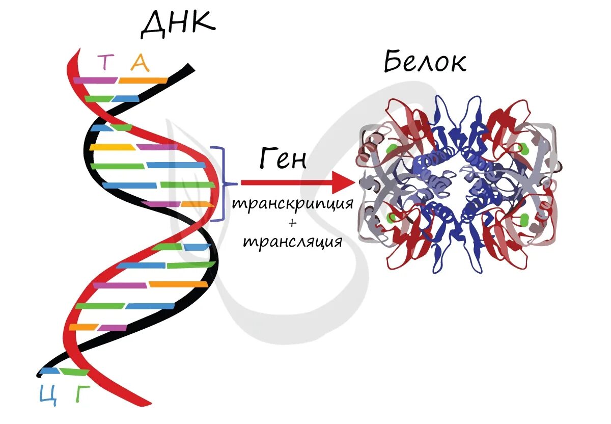 Ген участок ДНК кодирующий первичную структуру одного белка. Строение Гена ДНК. ДНК хромосомы гены. ДНК хромосомы гены схема.
