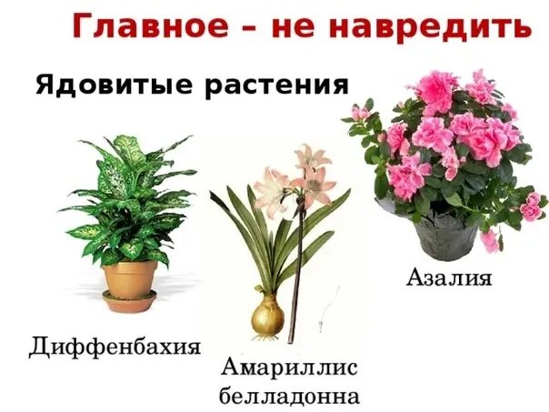 Токсичные комнатные растения, которые могут убить даже человека