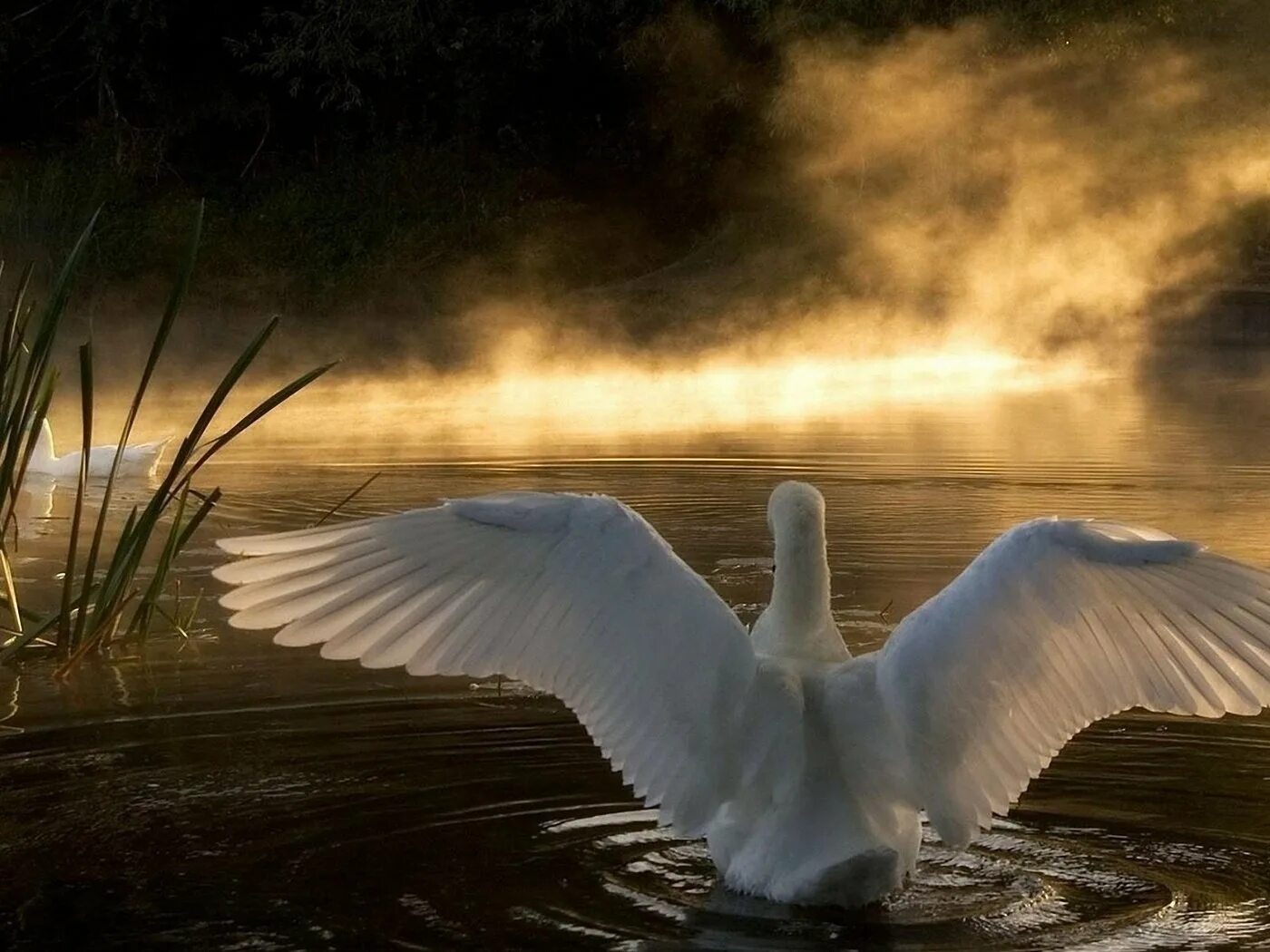 Лебединые Крылья. Лебедь с расправленными крыльями. Лебеди в тумане. Тишина лебеди.
