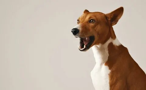 Dog talk