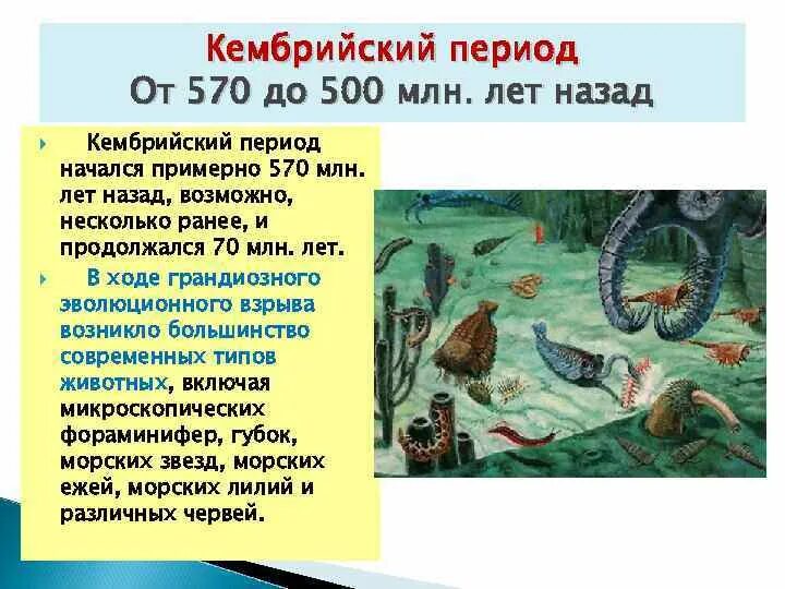 Развитие жизни сегодня. Протерозой Кембрийский. Палеозойская Кембрийский. Кембрийский период палеозойской эры. Кембрийский период палеозойской эры животные.