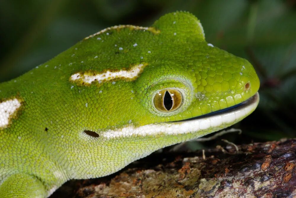 Звук геккона. Naultinus grayii. Новозеландские зелёные Гекконы. Naultinus Gecko. Веллингтонский зеленый геккон.