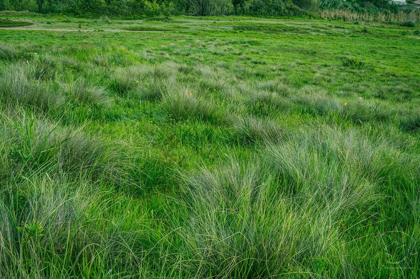 Овсянница Болотная поле. Высокая трава. Трава поле. Травянистые равнины.