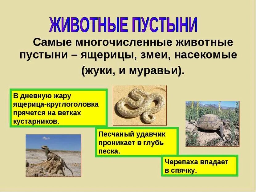Условия обитания животных в пустыне