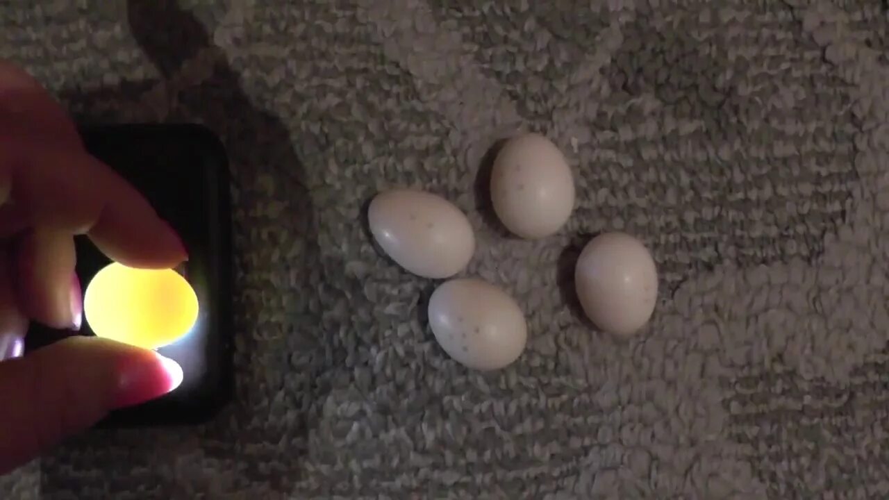 Оплодотворенное ли яйцо. Неоплодотворенные яйца волнистых попугаев. Оплодотворенные яйца неразлучников. Оплодотворенное яйцо кореллы. Неоплодотворенные яйца кореллы.