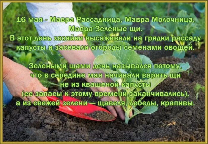 15 мая 16 мая 19 мая. 16 Мая Мавра Рассадница Мавра молочница Мавра зеленые щи. Мавра Рассадница 16 мая. 16 Мая народный календарь. В народном календаре Мавра Рассадница.