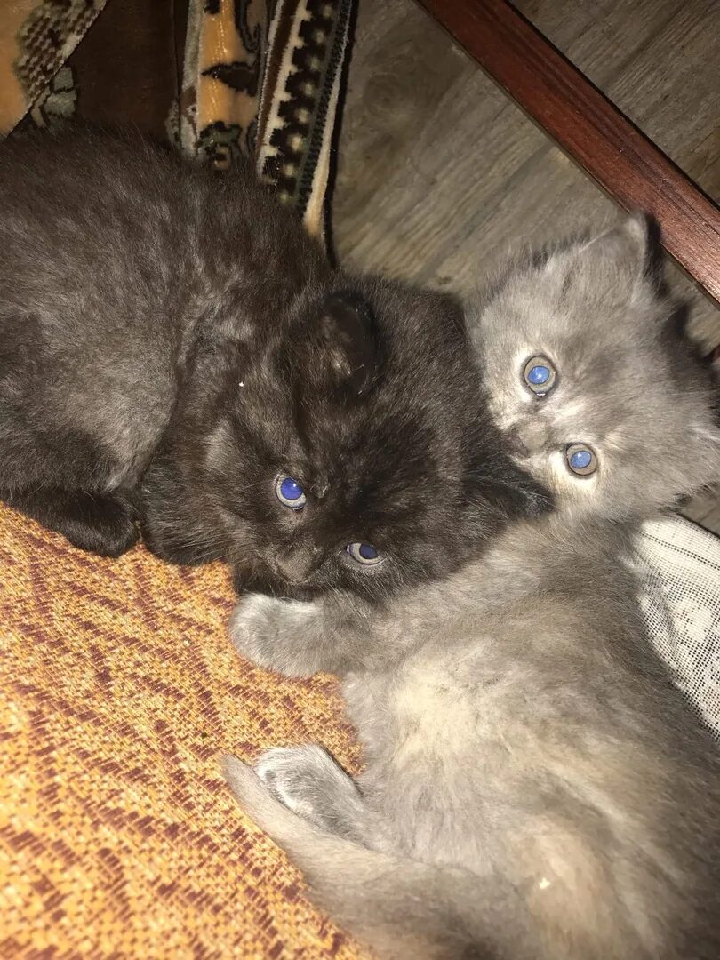 Потеряшки коты волгоград. Коты которые продаются. Белый котенок даром. Животные даром. Бесплатные котята волгоград.