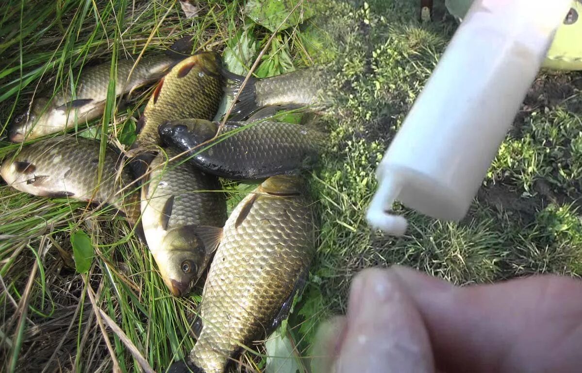 Карась на манку. Тарань болтушка. Болтушка на плотву купить. Большая королевская плотва. Прикормка для зимней рыбалки на плотву.