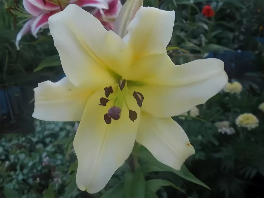 Lilium 'Baruta' Lily, Lilium, Flowers