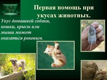Первая помощь животным
