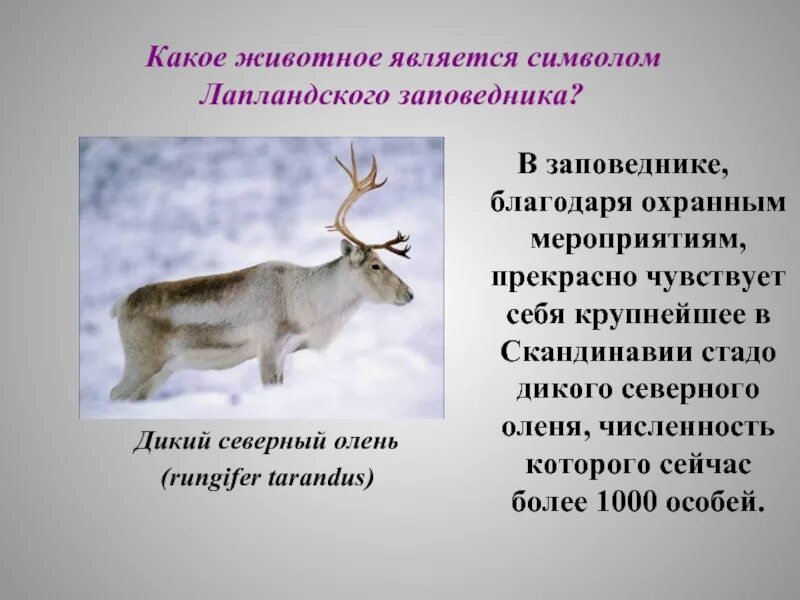 Какой зверь является символом