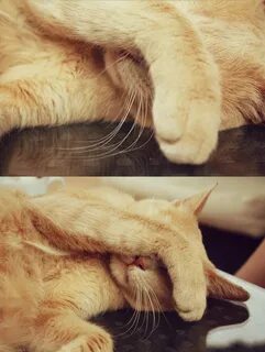 Кошка трогает