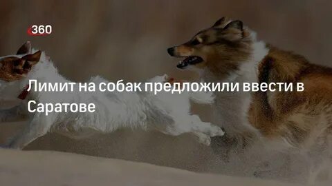 Собак предложила