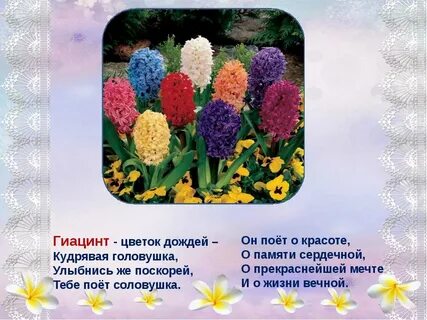 Гиацинт стихи