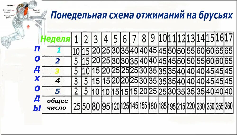 Как начать отжиматься с нуля