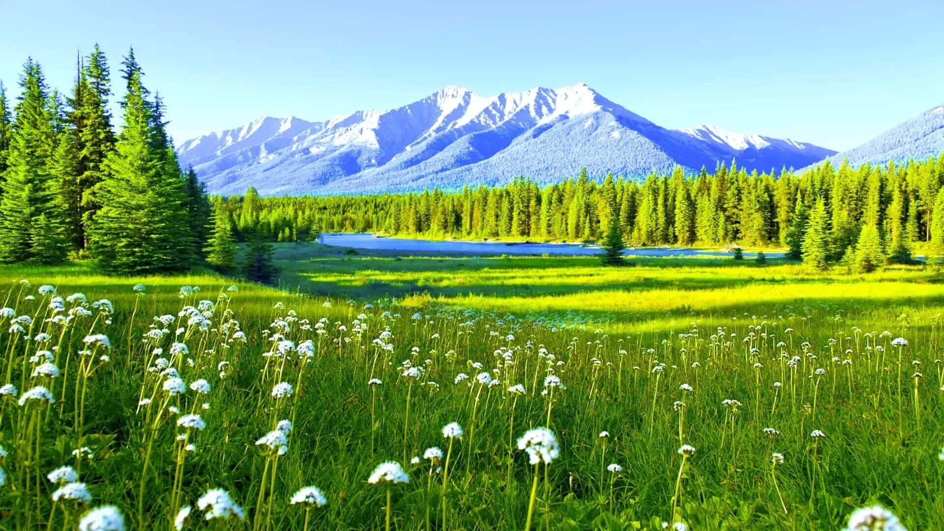 Альпийские Луга Швейцария. Плато Лаго-Наки Альпийские Луга. Альпийские Луга Алтая. Альпийские Луга Норвегии.