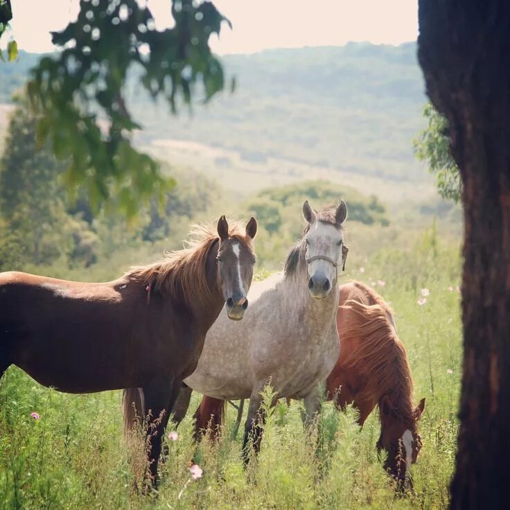 Horse family