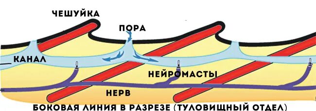 Какую функцию выполняет боковая линия у рыб. Строение боковой линии. боковая линия в разрезе. строение органа боковой линии. строение боковой линии у рыб.