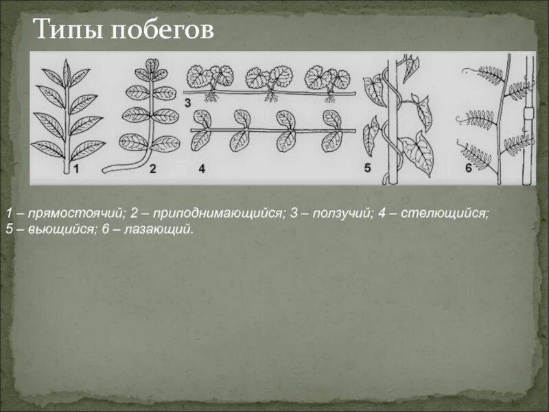 Стебель прямостоячий вьющийся стелющийся. Типы травянистых стеблей. Стебли ползучие вьющиеся. Виды стеблей. Стебли прямостоячие вьющиеся лазающие ползучие.