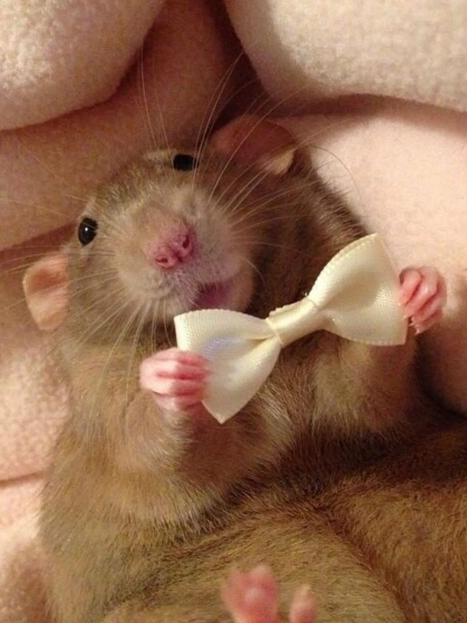 Крыса Дамбо. Милая крыса. Смешные мышки. Милые мышки. Мышь мило