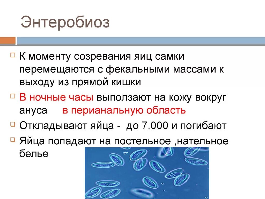 Через энтеробиоз. Энтеробиоз возбудитель заболевания. энтеробиоз презентация. энтеробиоз клинические рекомендации.